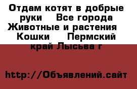 Отдам котят в добрые руки. - Все города Животные и растения » Кошки   . Пермский край,Лысьва г.